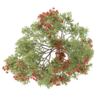 Isolated Pohutukawa tree on transparent canvas from the top view png