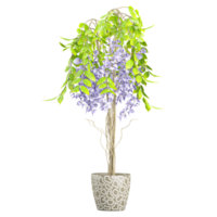 3d rendering of Chinese wisteria tree isolated on transparent Canvas png