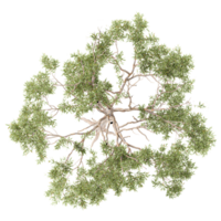 collection of Eucalyptus tree with realistic style from top view png