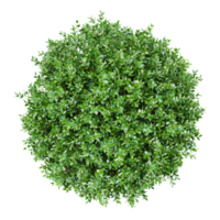 3d Rendering Of Garden privet trees isolated on Transparent Canvas from the top view png