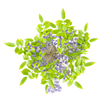 3d rendering of Chinese wisteria tree isolated on transparent Canvas from the top view png