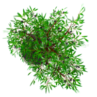 3d rendering of Olive Tree isolated on transparent Canvas from the top view png