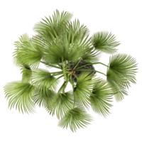 collection of Trachycarpus fortunei tree isolated on transparent Canvas from the top view png