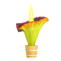 3d Rendering Of Corpse Flower plant in pot on Transparent Canvas png