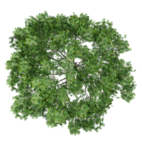 tree top view, , transparent background png