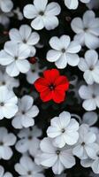 A single red flower standing out among multiple white flowers. Showcase stands out from the crowd. Concept of contrast, uniqueness, individuality, and beauty in difference. photo