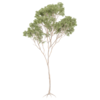 3d illustration of Eucalyptus tree isolated on transparent canvas png