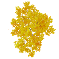 3d illustration of maple tree isolated on transparent canvas from top view png