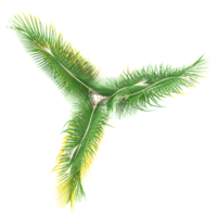 3d illustration of Sabal palmetto isolated on transparent canvas from top view png