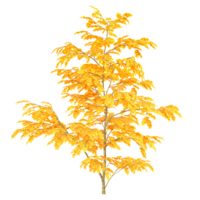 3d illustration of maple tree isolated on transparent canvas png
