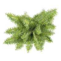 3d illustration of Adiantum capillus-veneris isolated on transparent canvas from top view png