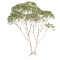 Isolated Eucalyptus tree on transparent canvas png