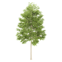 3d illustration of Quercus palustris tree isolated on transparent canvas png