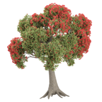 3d illustration of Pohutukawa tree isolated on transparent canvas png