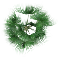 Topview of Trachycarpus fortunei tree isolated on transparent Canvas png