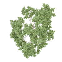 3d illustration of White poplar tree isolated on transparent Canvas from top view png