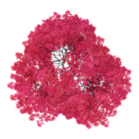3d illustration of Red maple tree isolated on transparent canvas from top view png