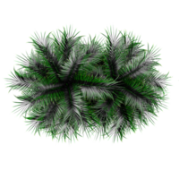 3d illustration of Date palm plant isolated on transparent Canvas from top view png