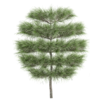 3d illustration of Whistling pine trees isolated on transparent canvas png