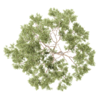 3d illustration of Eucalyptus tree isolated on transparent canvas from top view png