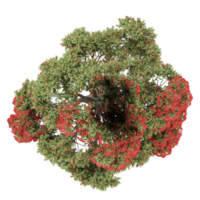 3d illustration of Pohutukawa tree isolated on transparent canvas from top view png