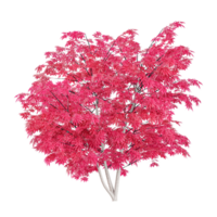 3d illustration of Red maple tree isolated on transparent canvas png