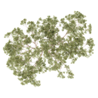 Top view of Isolated Eucalyptus tree on transparent canvas png