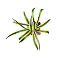 3d Rendering Of Chlorophytum comosum plant on Transparent Canvas from top view png