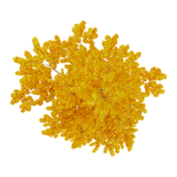 3d illustration of Autumn Leaves tree isolated on transparent canvas from top view png