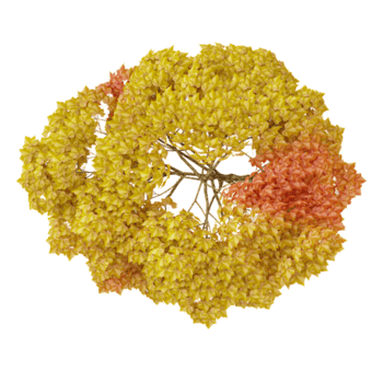 Isolated Maple tree on transparent canvas from the top view png