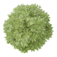 3d illustration of Quercus palustris tree isolated on transparent canvas from top view png