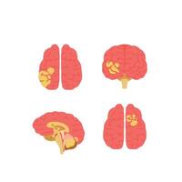 brain illustration showing all views in flat style, head body part design vector