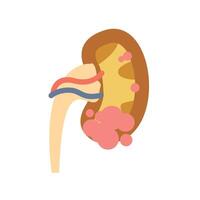Kidney illustration in flat style, body part design of internal organs. vector