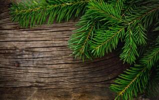 Christmas fir tree on wooden background photo