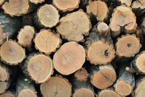 a pile of logs with some of them cut photo
