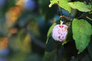 a plum on a tree with leaves and a blurry background photo