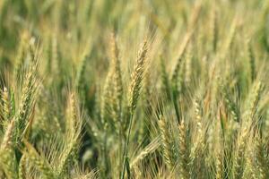 a close up of a field of wheat photo