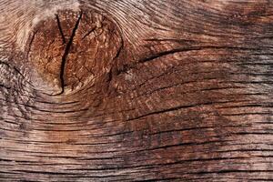 a close up of a tree trunk with a hole in it photo