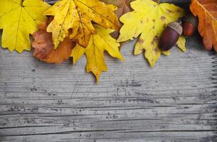 Autumn background with maple and oak leaves and acorns photo
