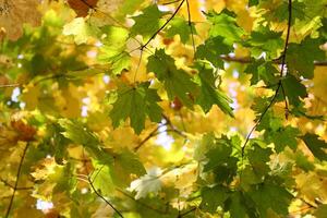 yellow maple leaves in autumn photo