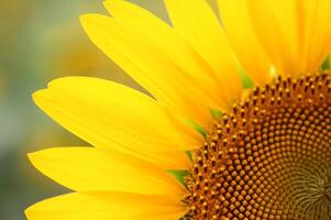 a close up of a sunflower with a blurry background photo
