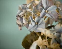 Close-up of a blue hydrangea in retro style photo