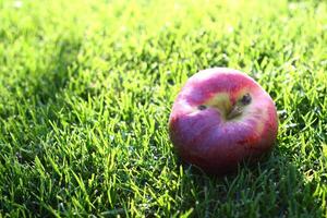 a red apple on the grass photo