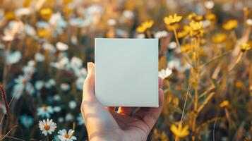 Hand holding small square blank canvas mockup in field of wildflowers. White yellow daisies flowers art frame display template advertising image. Mock up product photorealistic photo