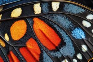 Close-up view of a vibrant butterfly wing displaying intricate patterns in nature photo