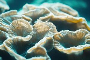 Close-up view of vibrant coral formations displaying intricate details in a clear blue ocean photo