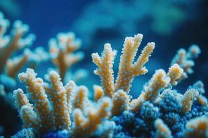 Coral reef close-up showcasing vibrant polyps and marine life in crystal clear water photo