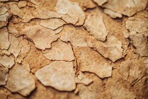 Detailed close-up of cracked earth showcasing natural texture and patterns in arid landscape photo