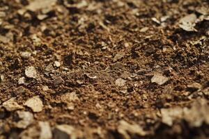 Natural soil texture featuring earthy tones and organic materials in a sunny outdoor setting photo