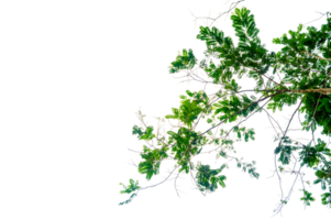 green tree branch isolated. New green leaves on a linden branch. Young fresh foliage of linden tree. Set of isolated object. Spring time Fresh green leaves branch isolated png